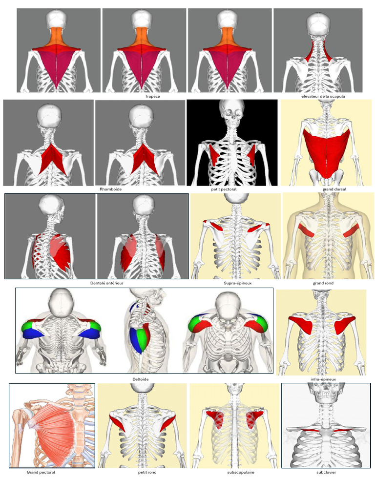 Photos Muscles | PDF