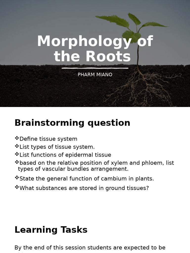 Roots: Types, Anatomy, and Functions | PDF | Root | Plant Stem