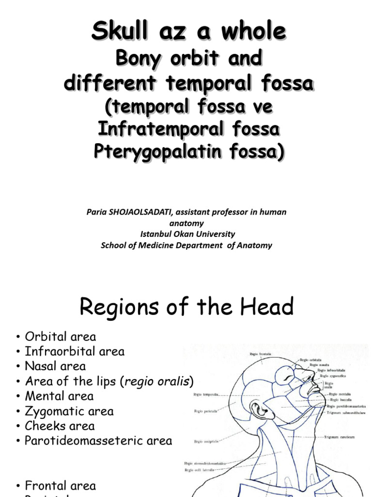 Anatomy of the Skull and Fossa Regions | PDF | Skull | Human Head And Neck