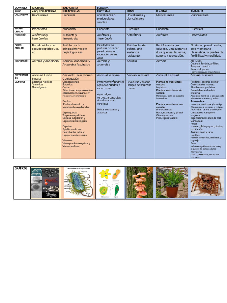 Clasificación de Organismos Vivos | PDF | Eucariotas | Las bacterias