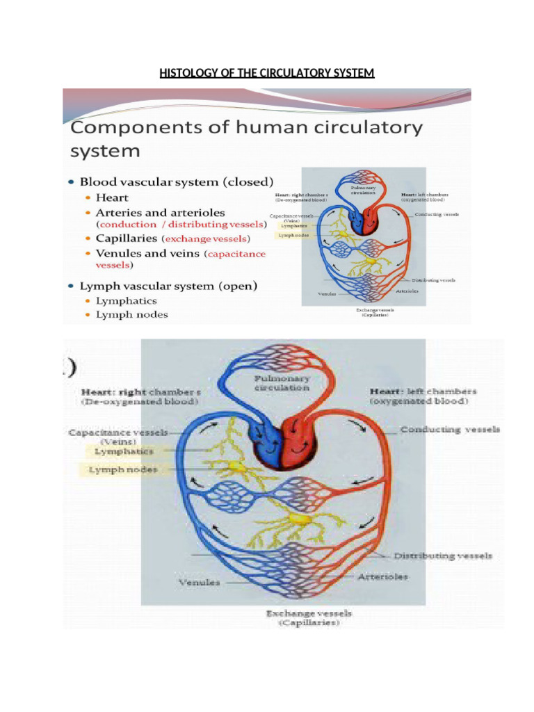 Histology of the Circulatory System | PDF | Heart Valve | Heart