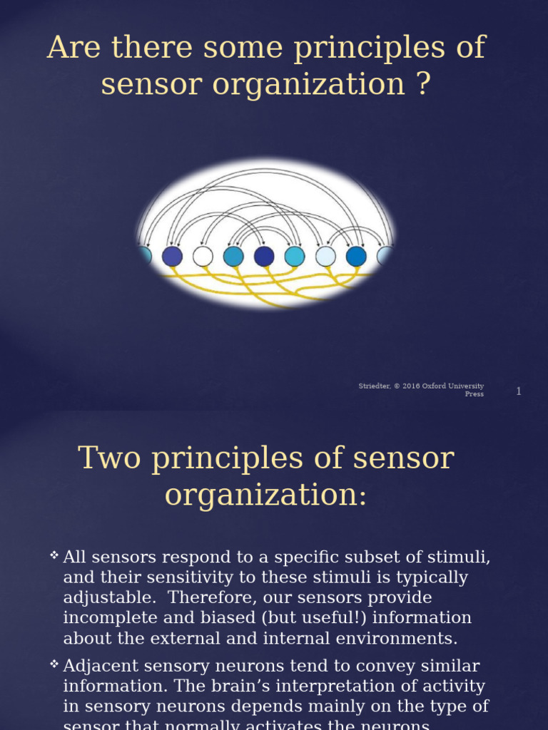 Principles of Sensory Organization | PDF | Visual System | Visual Cortex