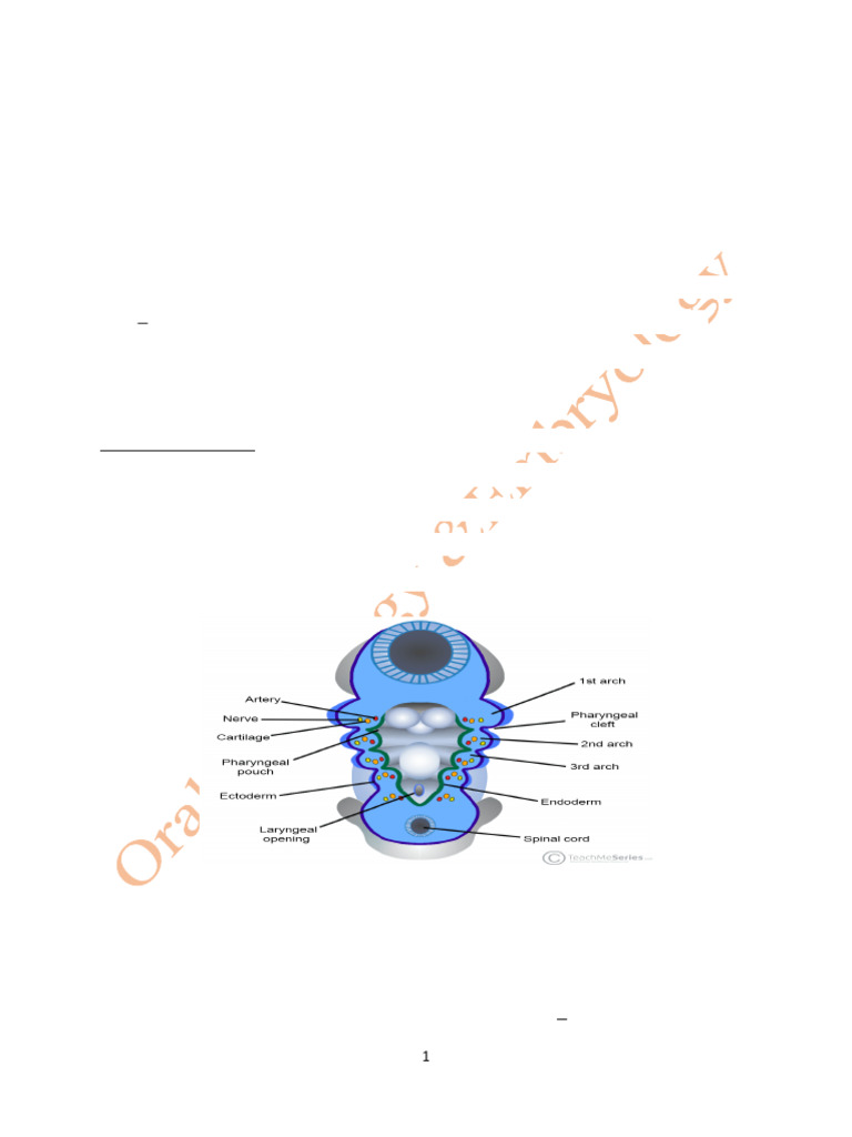 Embryonic Development of Face & Palate | PDF | Human Nose | Human Head ...