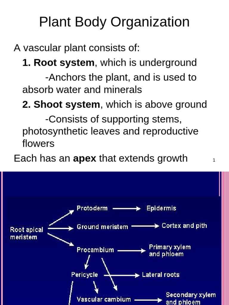Plant Body Structure and Tissues Overview | PDF | Tissue (Biology) | Root