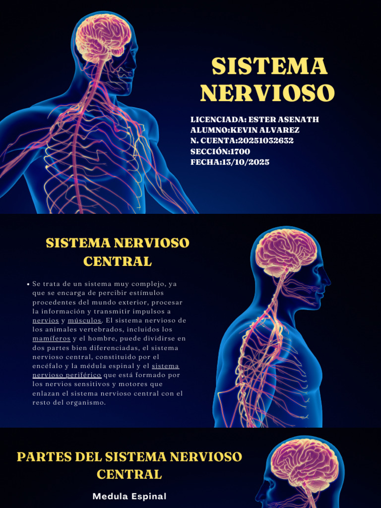 Estructura y Función del Sistema Nervioso | PDF | Sinapsis | Sistema ...