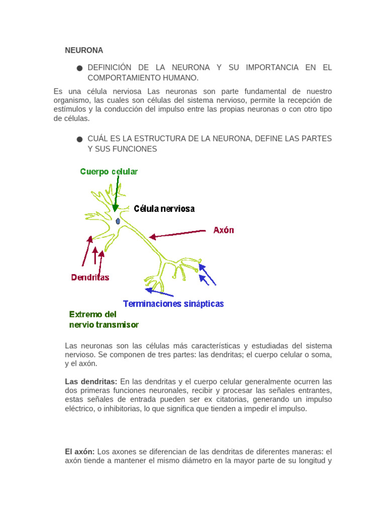 Estructura y Funciones de las Neuronas | PDF | Neurona | Sistema nervioso