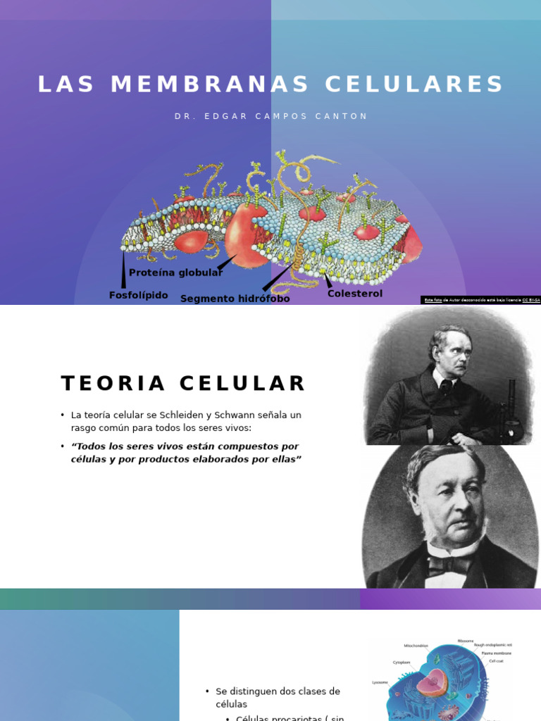 Estructura y Función de Membranas Celulares | PDF | Membrana celular ...