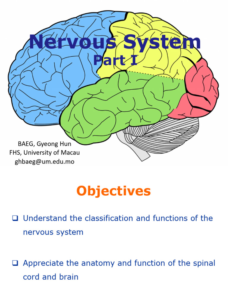 HSCI2008-Nervous System - I | PDF | Spinal Cord | Central Nervous System