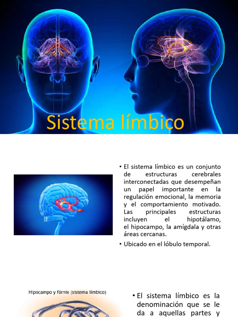 Funciones del Sistema Límbico en el Cerebro | PDF | Sistema límbico ...