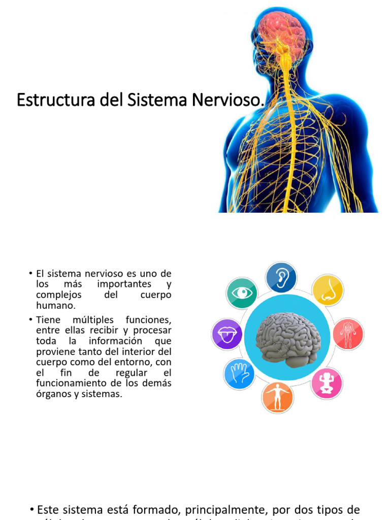 Estructura y Funciones del Sistema Nervioso | PDF | Sistema nervioso ...