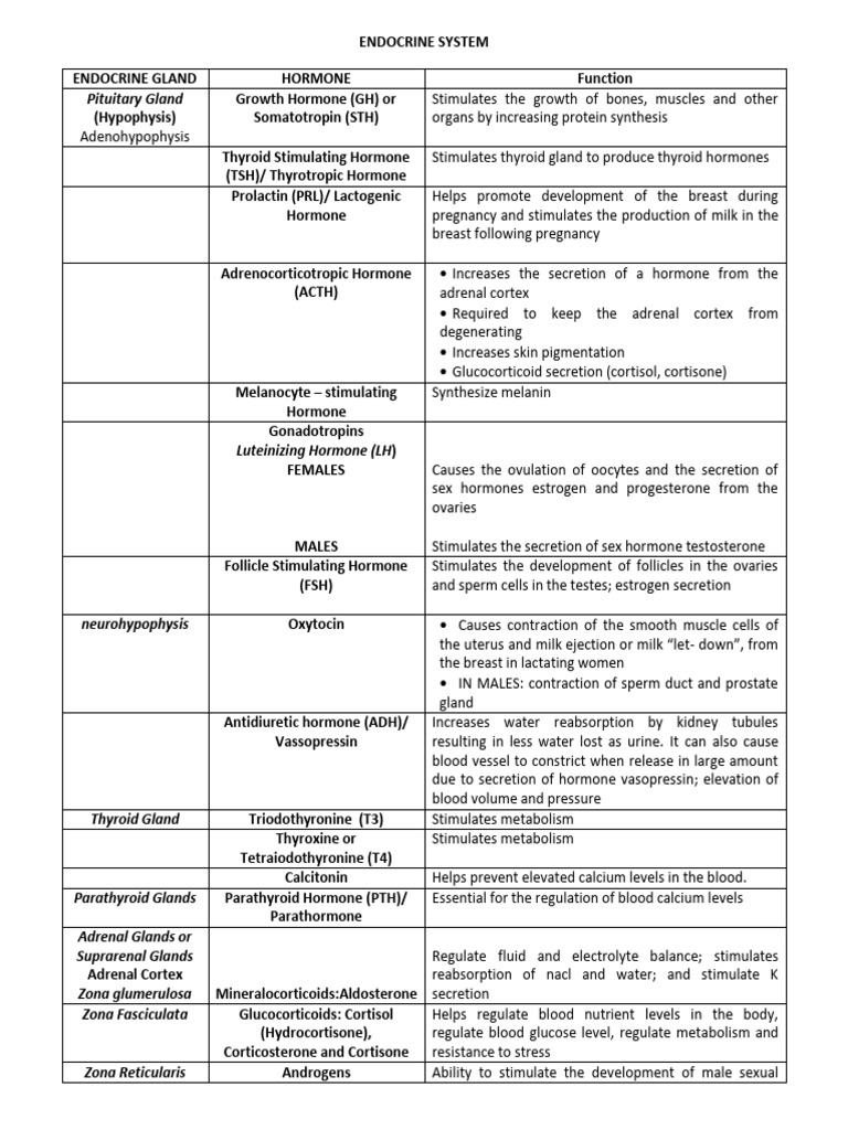 Endocrine System Handout | PDF | Adrenal Gland | Endocrine System