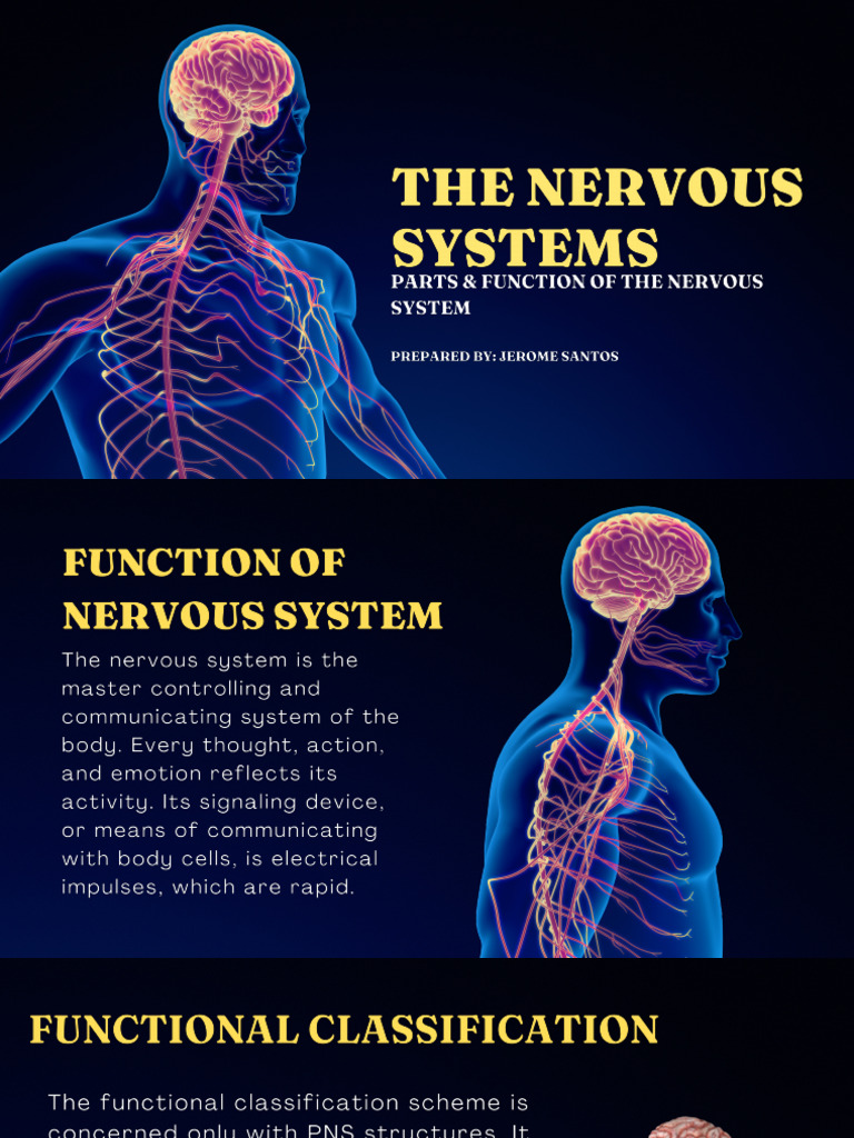 Nervous System | PDF
