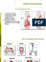 Bio Respirasi