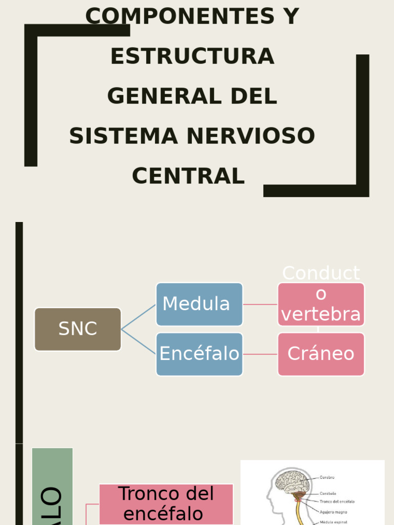 Componentes y Estructura General Del Sistema Nervioso Central | PDF ...