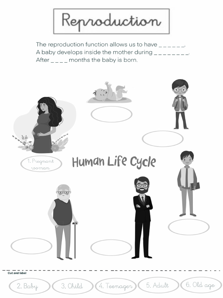 Reproduction | PDF