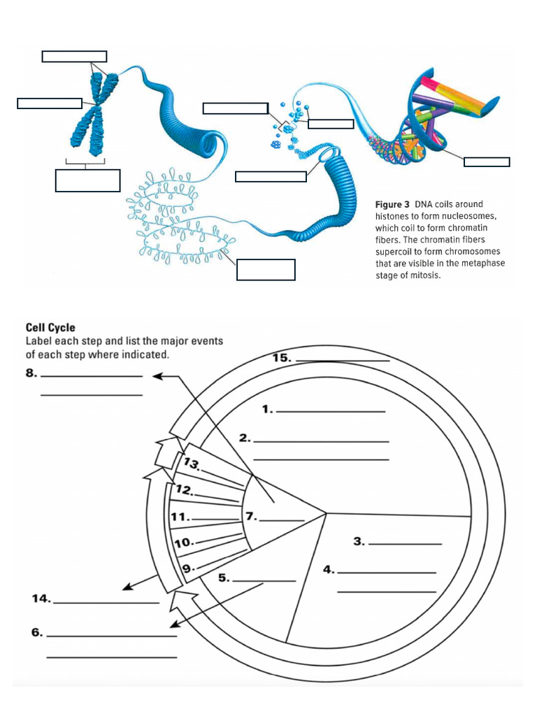 Class 1 Cell Cycle and Chromosome Label | PDF