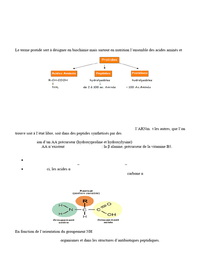 Structure et Propriétés des Protides | PDF | Acide aminé | Protéines