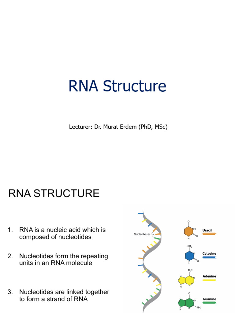 Understanding RNA Structure and Types | PDF | Rna | Nucleotides