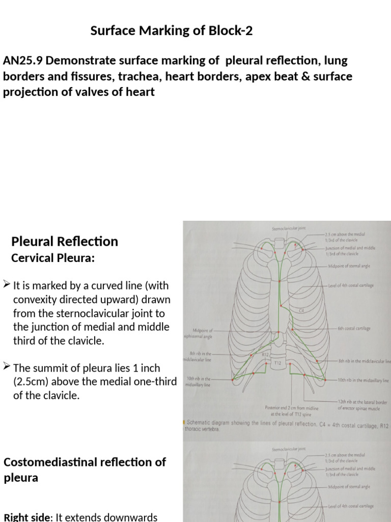 Surface Marking of Thoracic Anatomy | PDF | Common Carotid Artery | Neck