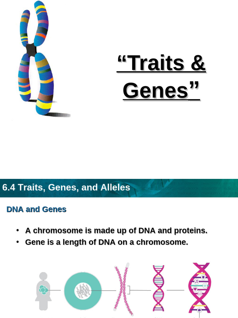 Traits and Alleles Explained | PDF | Genotype | Allele