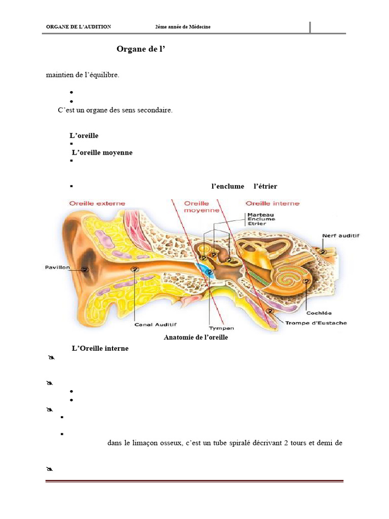 Anatomie et Histologie de l'Oreille | PDF | Oreille | Système vestibulaire