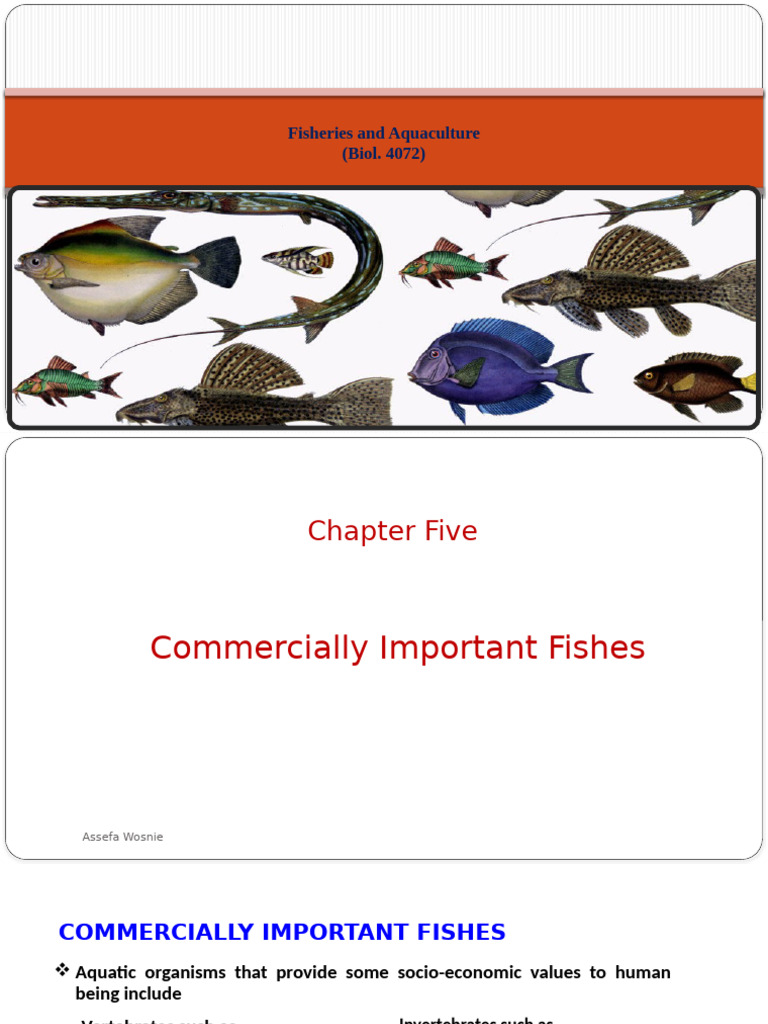 Commercially Important Fishes Overview | PDF | Fishery | Fish