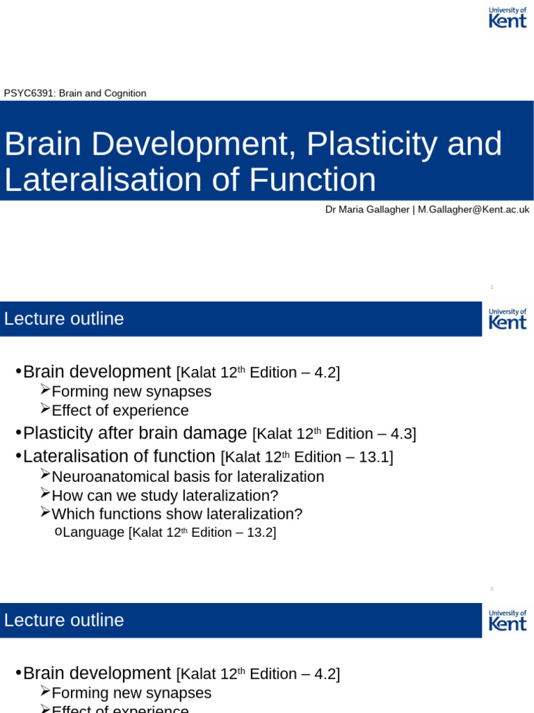 Brain Development and Function Lateralization | PDF | Neuron | Brain