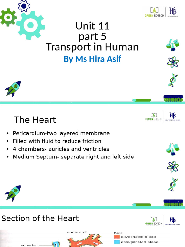 Human Heart Structure and Function | PDF