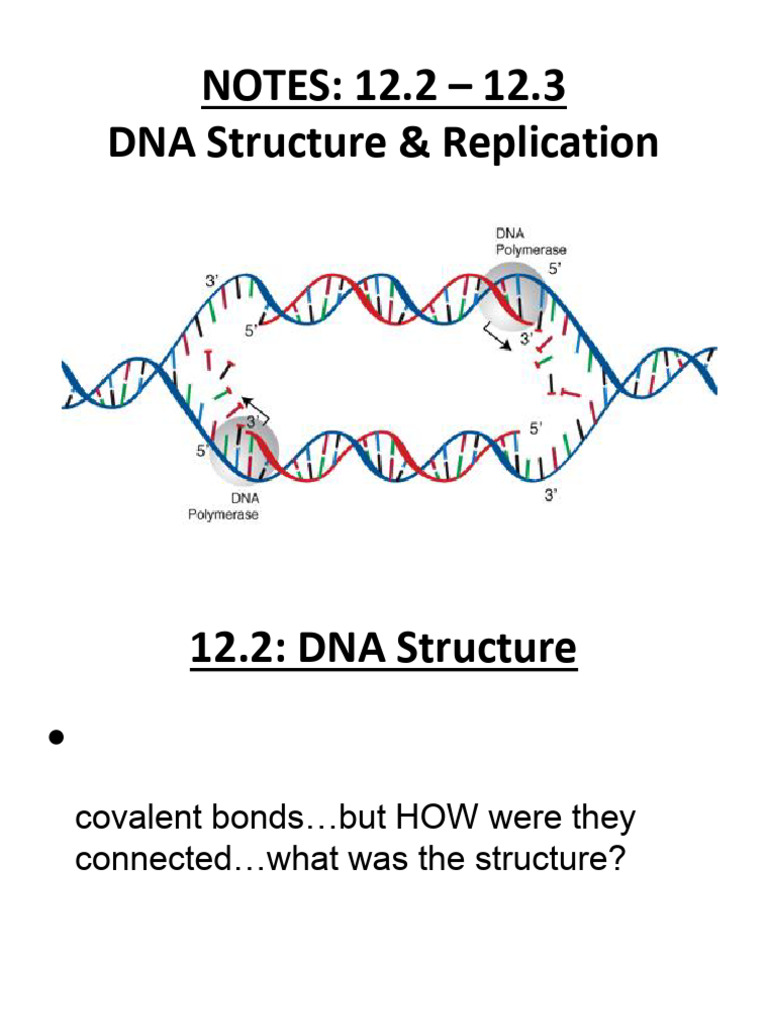 Notes DNA Structure Replication | PDF | Dna | Dna Replication