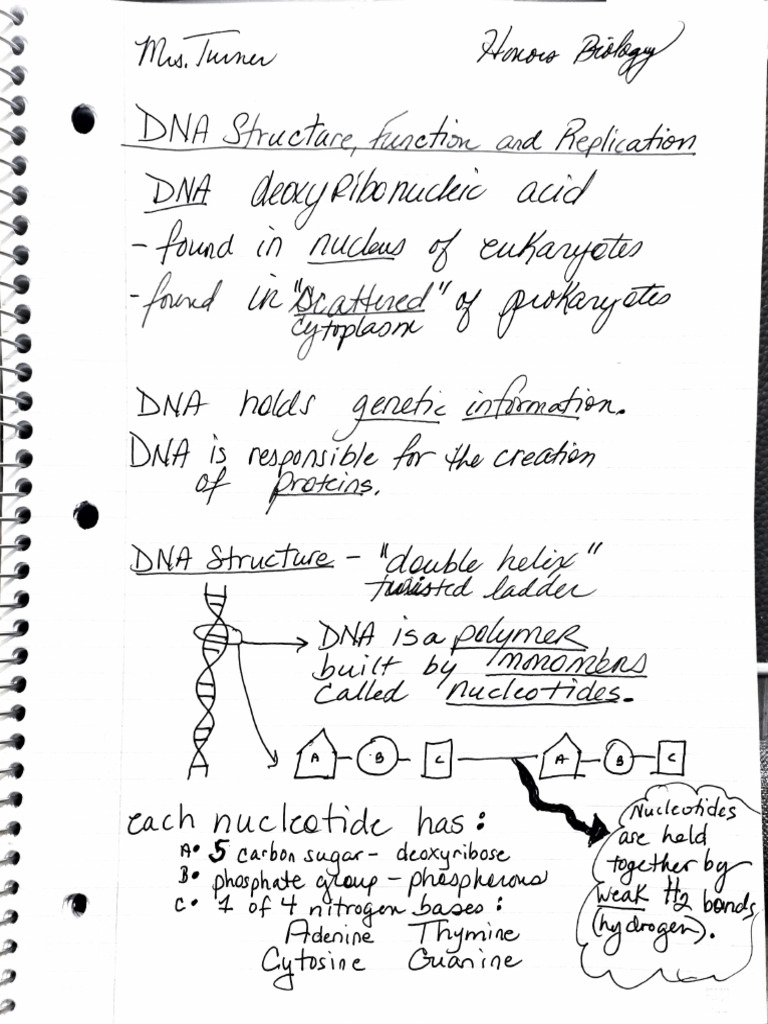 Understanding DNA Structure and Replication | PDF
