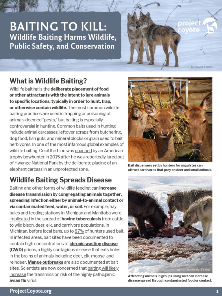 Wildlife Baiting and Disease Risks | PDF | Hunting | Zoology