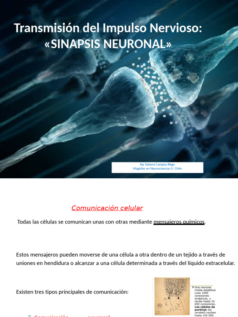 Clase 3 Sinapsis | PDF | Sinapsis | Neurona