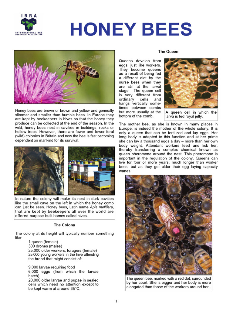 Honey Bee Colony Structure and Life Cycle | PDF | Honey Bee | Insects