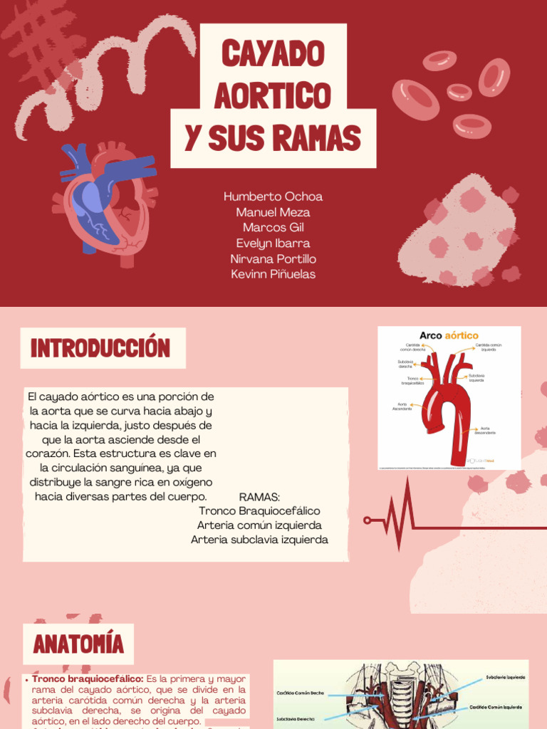 Anatomía y Ramas del Cayado Aórtico | PDF | Aorta | Artería