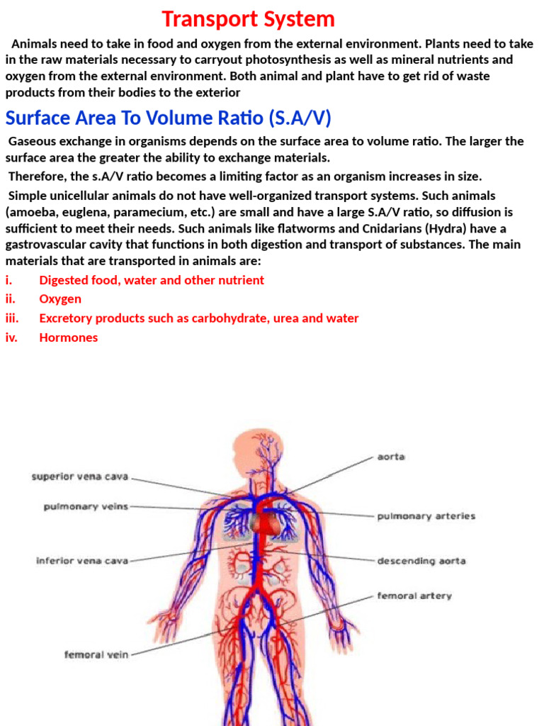 Transport Systems and Mechanisms SS2 Improved | PDF | Heart | Atrium ...