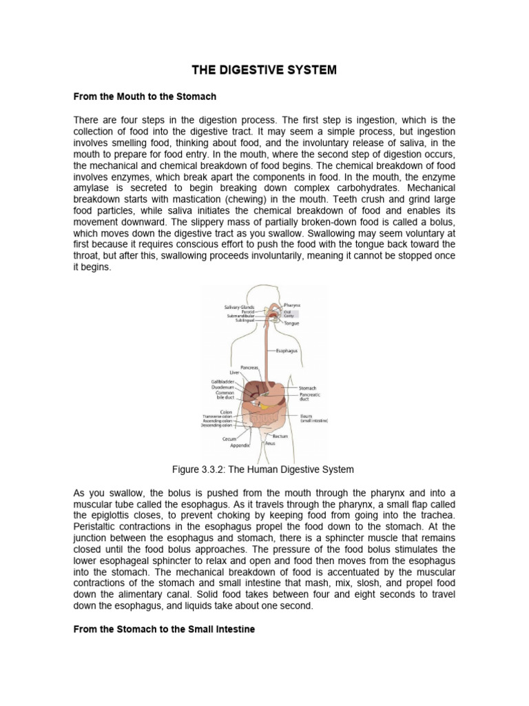 Understanding the Digestive Process | PDF | Digestion | Stomach