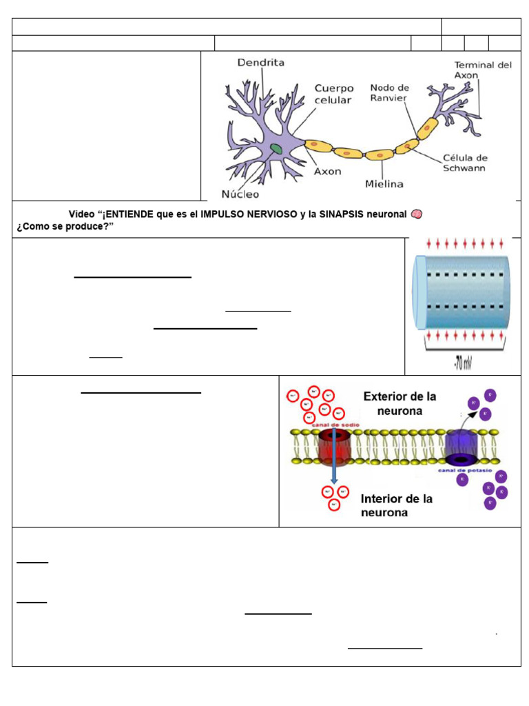 Neurona y Potencial de Acción Explicado | PDF | Potencial de acción ...