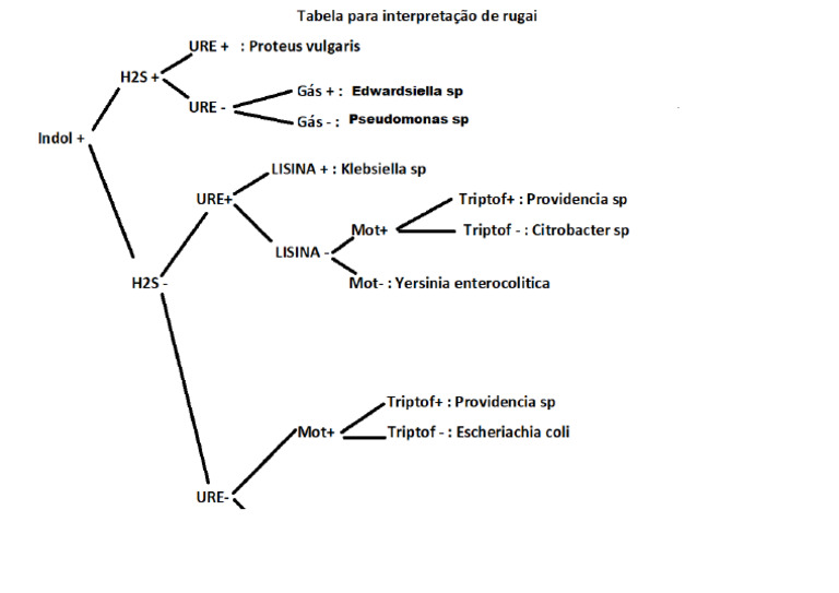 Interpretação Do Rugai Parte 1 | PDF