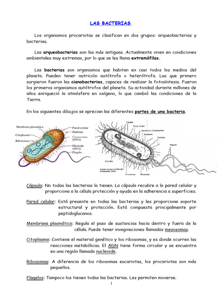 Clasificación y Funciones de las Bacterias | PDF | Las bacterias ...