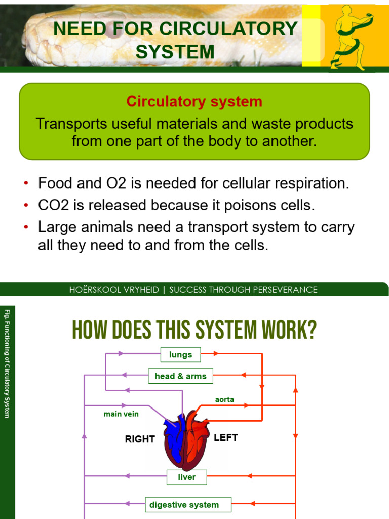 Overview of the Human Circulatory System | PDF | Heart | Heart Valve