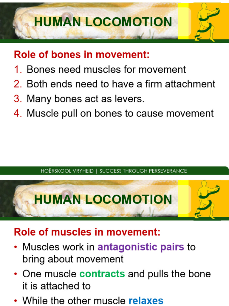 07.2 - Human Locomotion | PDF