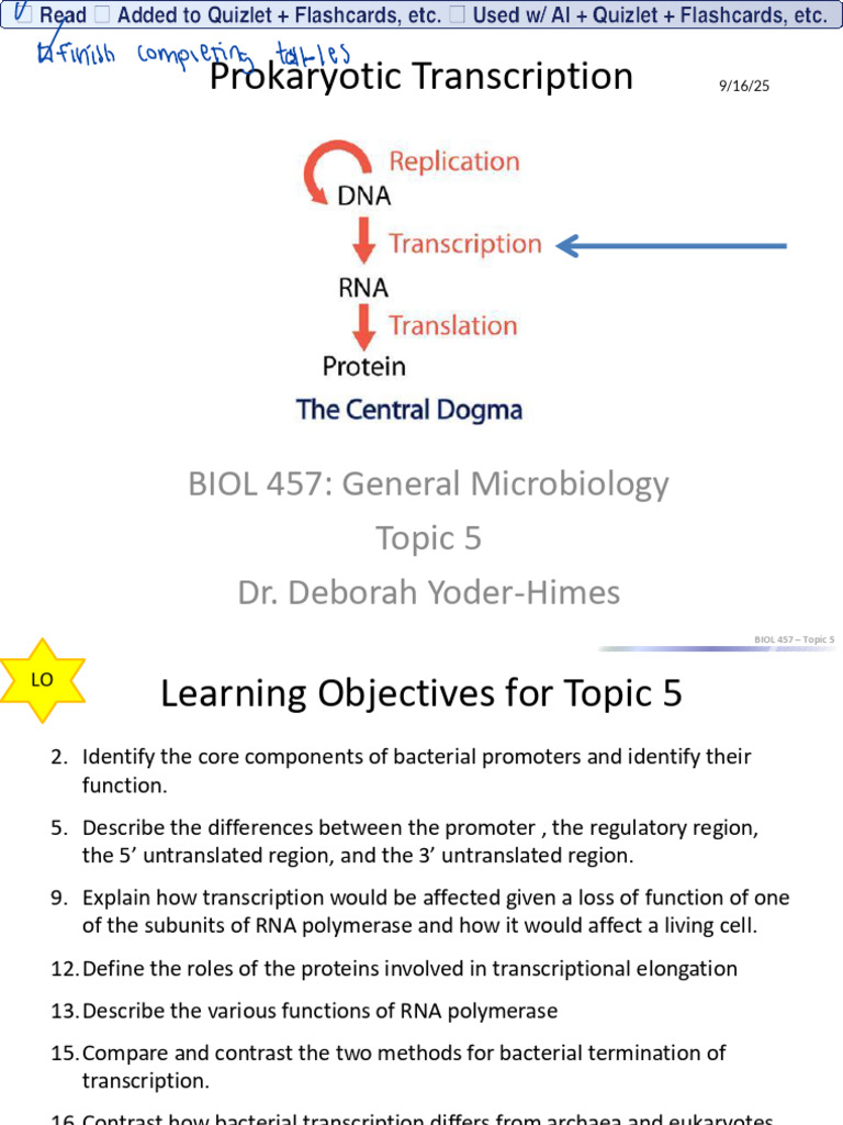 Bacterial Transcription Overview | PDF | Promoter (Genetics) | Rna