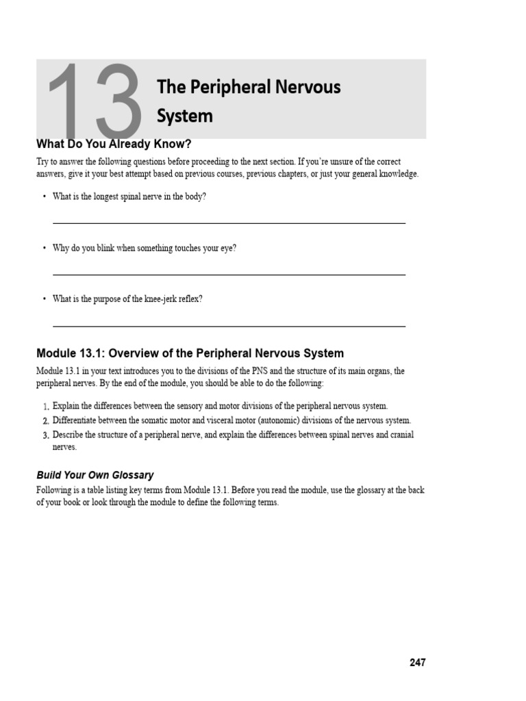 Understanding the Peripheral Nervous System | PDF | Nervous System ...
