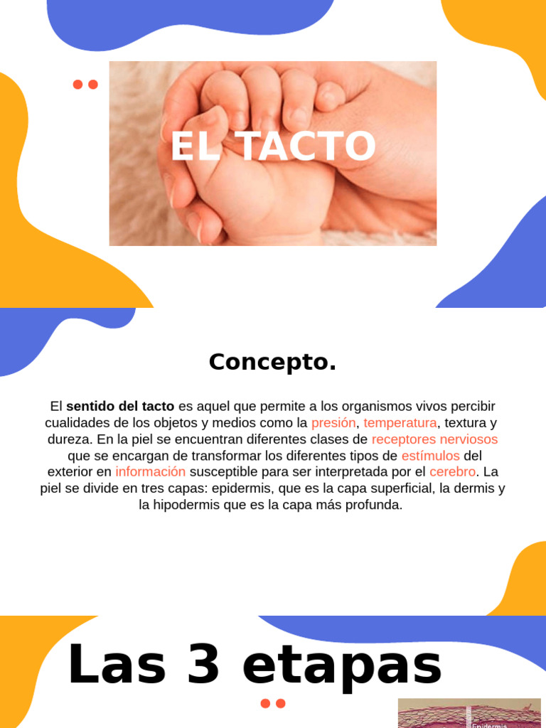 Presentación, Sentido Del Tacto-4 | PDF | Piel | Anatomía
