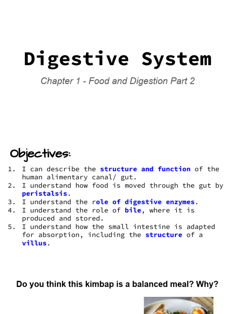 Human Digestive System Overview | PDF | Digestion | Stomach