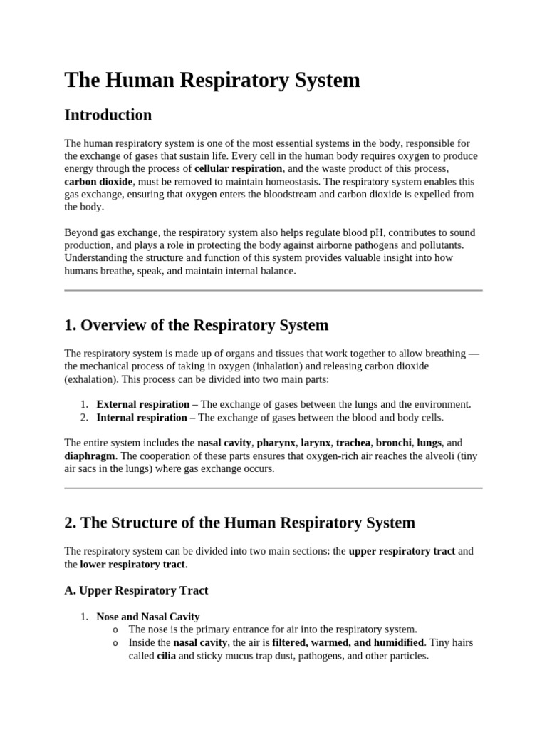 Overview of the Human Respiratory System | PDF | Respiratory Tract ...