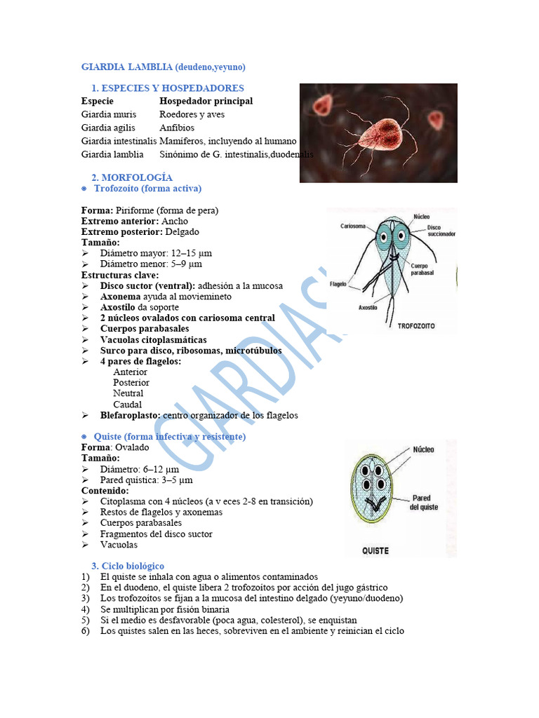 Giardia Lamblia - Tema 3 | PDF