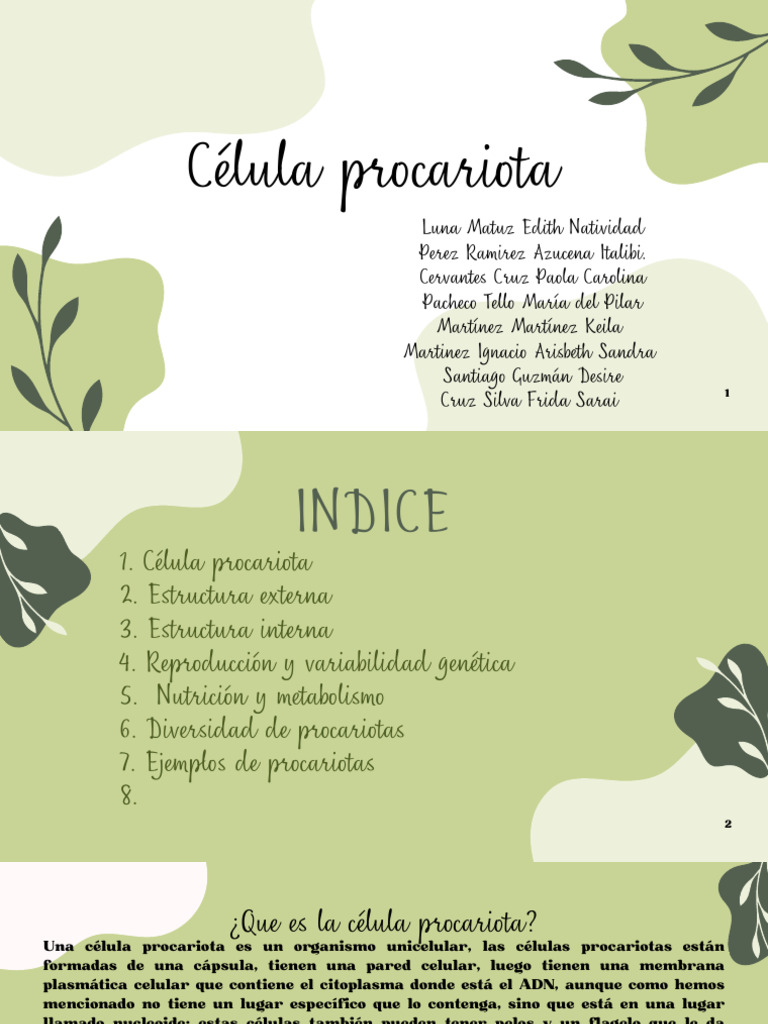 Estructura y Funciones de Células Procariotas | PDF | Las bacterias ...