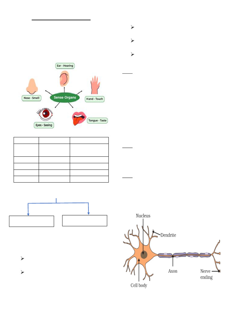 Control and Coordination in Animals | PDF | Nervous System | Hormone