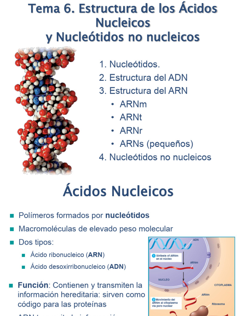Estructura de Ácidos Nucleicos y Nucleótidos | PDF | Rna | Adn